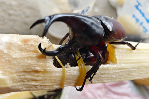 4 Experiences: Elephants, Sticky waterfalls, Market &amp; templeElephants: Sticky waterfalls: Local Market: Wat Banden