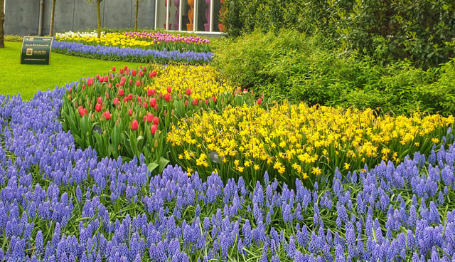 Tour guiado de tulipanes en grupo reducido de Ámsterdam a Keukenhof y Delft