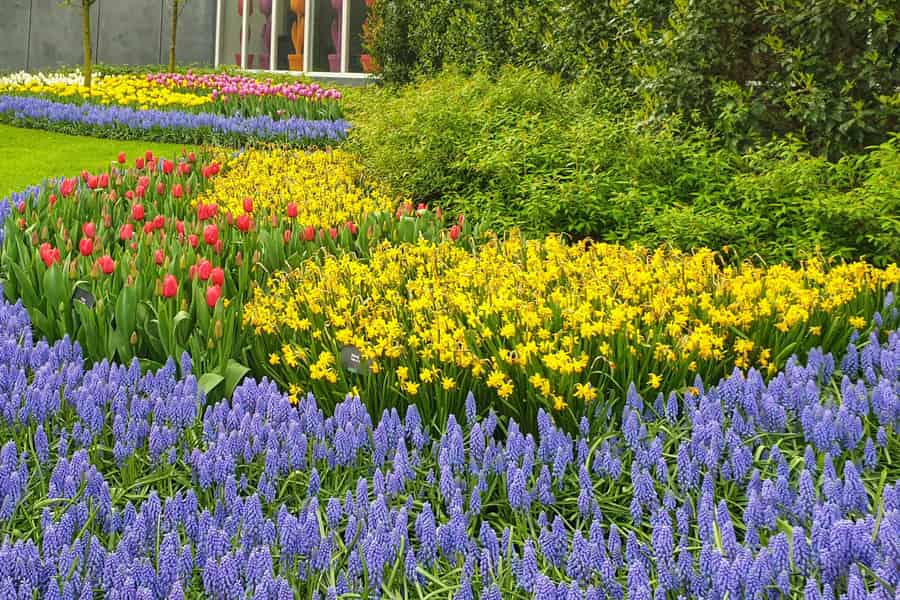 Von Amsterdam nach Keukenhof & Delft: Tulpen-Tour mit Führung in kleiner Gruppe. Foto: GetYourGuide