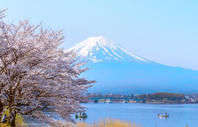Iconic Mt. Fuji Day Trip:5 Instagram Spots&Blooms from Tokyo