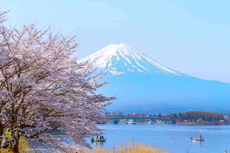 Tokio: Fuji & Instagram-Spots, saisonale Blütentour. Foto: GetYourGuide