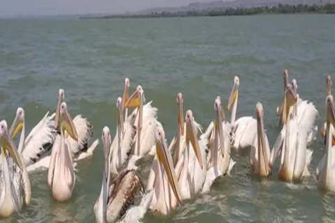 2 days visiting Lake Tana & Blue Nile Waterfall