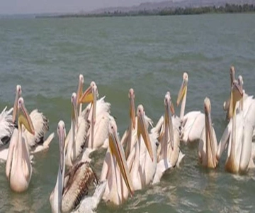 2 days visiting Lake Tana & Blue Nile Waterfall