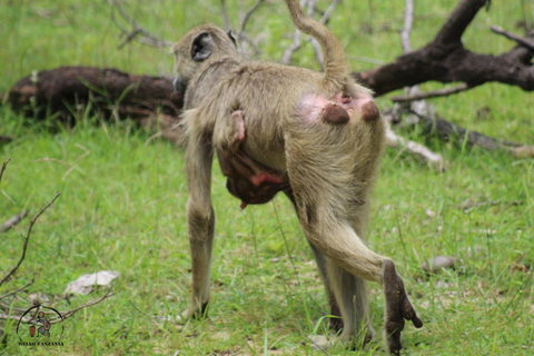 Selous : Un safari hors route d&#039;une journée au départ de Zanzibar