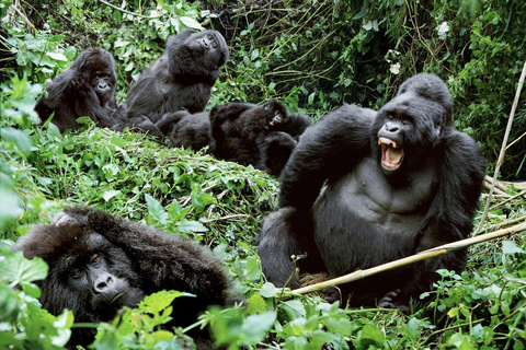 Uganda: Safari di 10 giorni da Entebbe alle Cascate Murchison