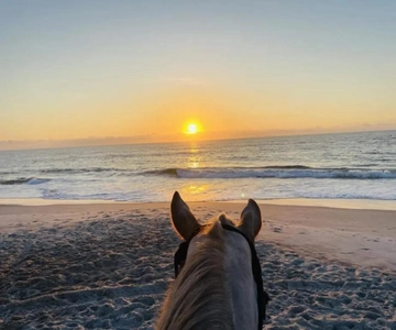 Amelia Island: Passeios a cavalo de manhã ou à noite na praia