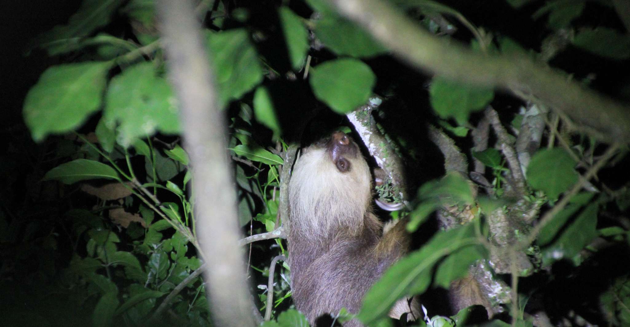 La Fortuna Night Walk in a High Biodiversity Rainforest - Housity