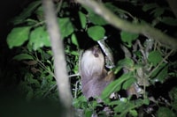 La Fortuna Night Walk in a High Biodiversity Rainforest - Housity