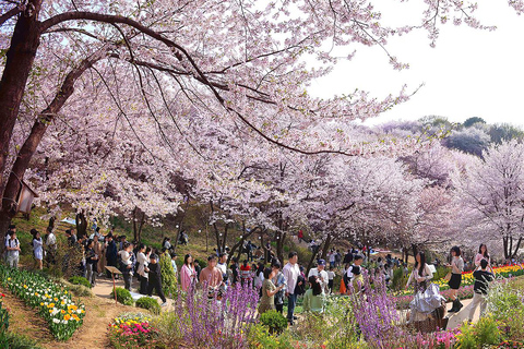 Seoul: Cherry Blossom & Pokpo Waterfall Cafe One Day Tour A. Cherry Blossom Spring Route