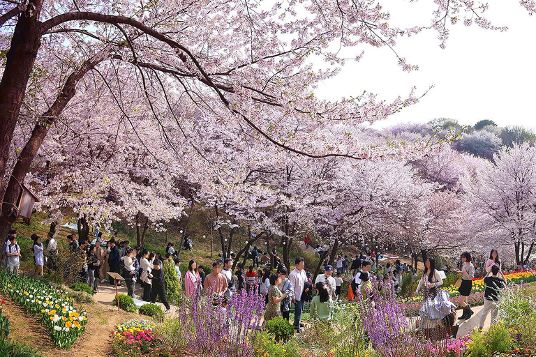 Seoul: Cherry Blossom & Pokpo Waterfall Cafe One Day Tour A. Cherry Blossom Spring Route
