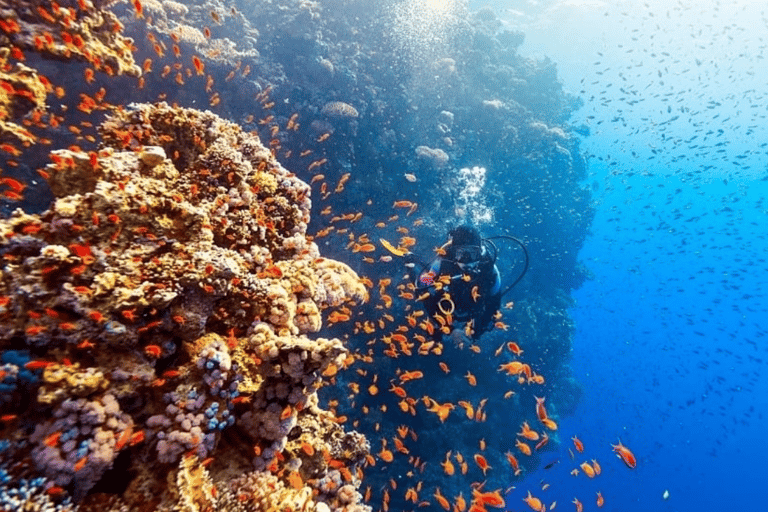 Private Catalina Island Beginner Scuba Adventure