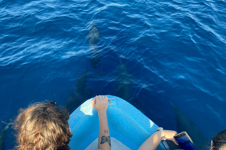 Puerto Escondido: Bootstour zu Delfinen und MeerestierenPrivate Tour