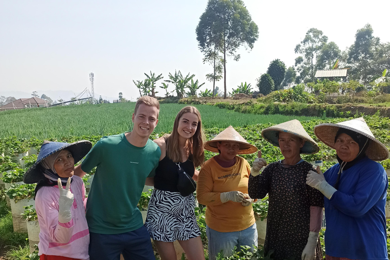 Vulcano, sorgenti calde, bagni di fango e tour del tè: tutto inclusoGiro aperto