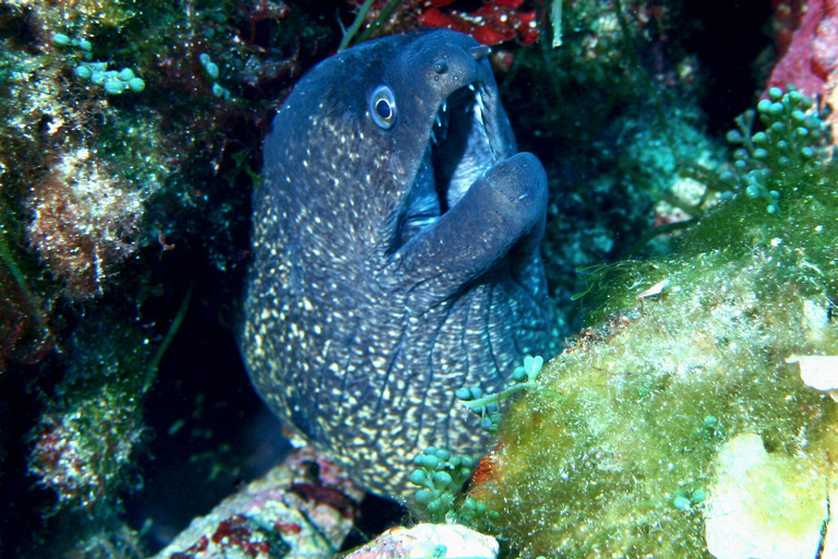 Double dive in Menorca: Discover Menorca's Marine Reserve