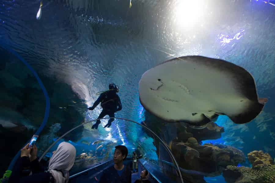Kuala Lumpur: Aquaria KLCC Entry Ticket. Foto: GetYourGuide Kuala Lumpur: Aquaria KLCC Entry Ticket. Foto: GetYourGuide