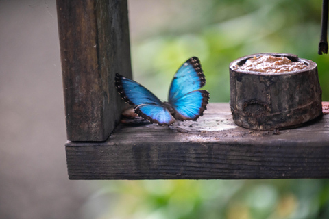 Panama: Private Tour zur Embera-Gemeinde und zum Faultier-SchutzgebietPanama: Private Tour zur Embera-Gemeinde und zum Faultierschutzgebiet