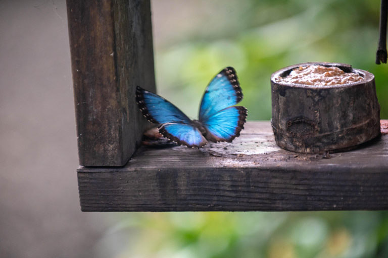 Panama: Private Tour zur Embera-Gemeinde und zum Faultier-SchutzgebietPanama: Private Tour zur Embera-Gemeinde und zum Faultierschutzgebiet