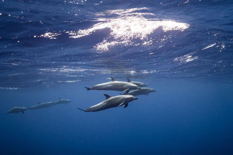 Aventura de las Estrellas de Mar, Comida en La Roca, Excursión a los Delfines de Mnemba