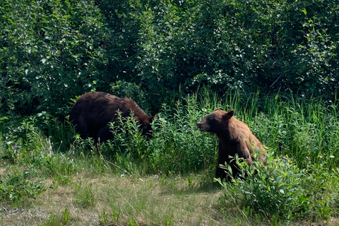 Wycieczka po mieście i górach Skagway