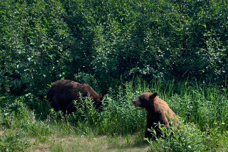 Wycieczka po mieście i górach Skagway