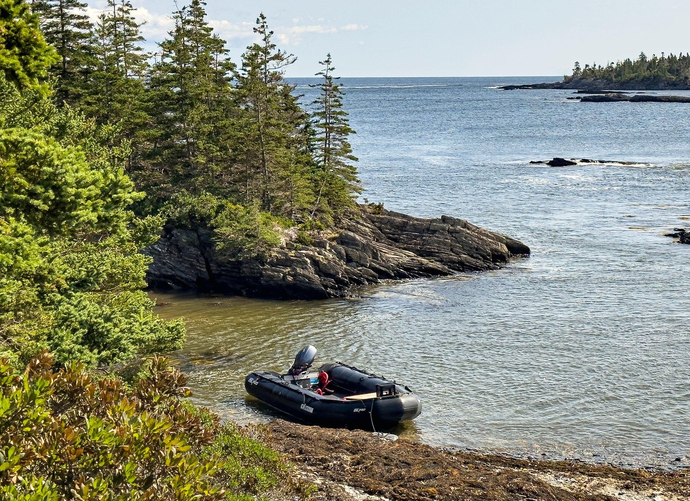 Lunenburg: Zodiac-tur med dyreliv og naturguide