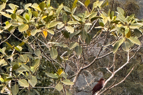 Birdwatching Tour At Poço Preto Trail