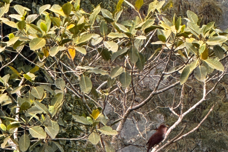 Birdwatching Tour At Poço Preto Trail