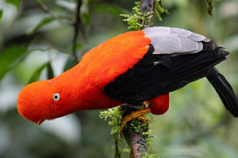 From Cusco: Manu National Park 4-Day Wildlife Expedition