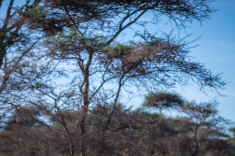 Zanzíbar: Safari rápido de 3 días en avión al Serengeti