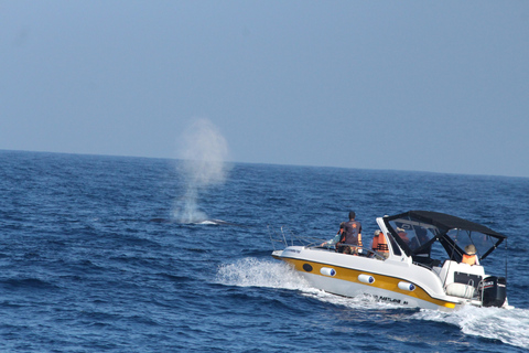 Observation de baleines et de dauphins – Tour privé en bateau à moteur