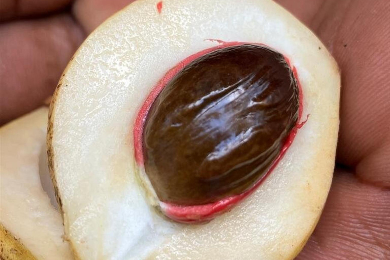 Lushoto: lekcja gotowania i lokalne tańceWycieczka prywatna bez transportu powrotnego do hotelu