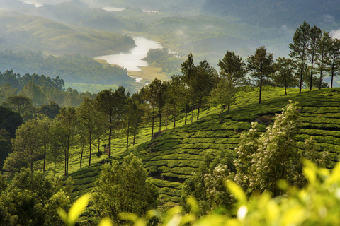 Cochin: 5-Day Kerala Tour with Munnar, Thekkady and Alleppey