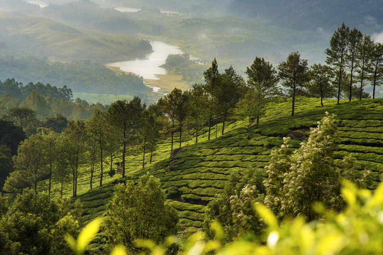 Cochin : Circuit de 5 jours au Kerala avec Munnar, Thekkady et Alleppey