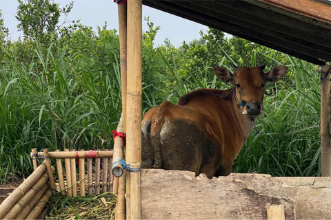 Yogyakarta : circuit de 3 heures à vélo à travers les villages avec transfertsAvec transferts aller-retour depuis votre hôtel/lieu de séjour.