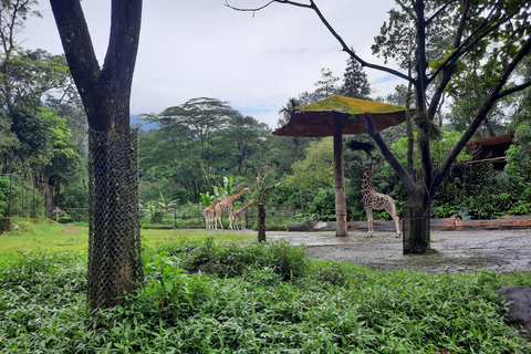 Jakarta : Taman Safari, Pandapalatset och vattenfall