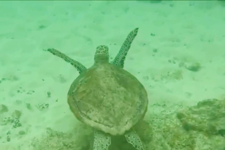 Nurkowanie z rurką na rafie w zatoce Gatas