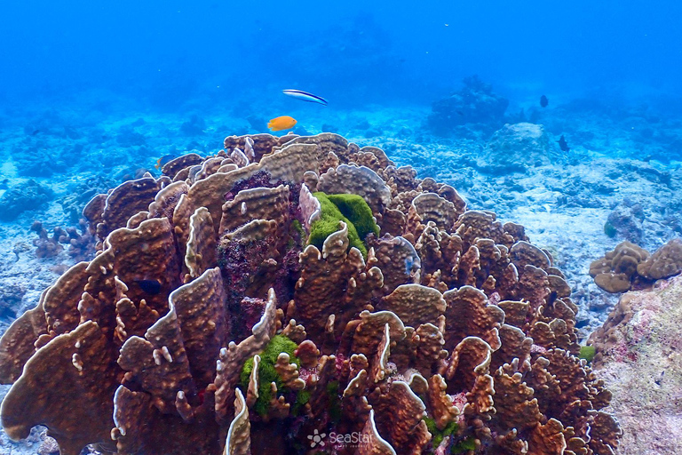 Desde Phi Phi Excursión de snorkel de día completo en barco de cola larga