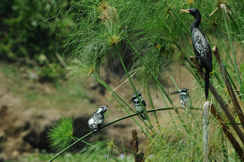 عنتيبي: رحلة سفاري لمدة 3 أيام في منتزه الملكة إليزابيث الوطني