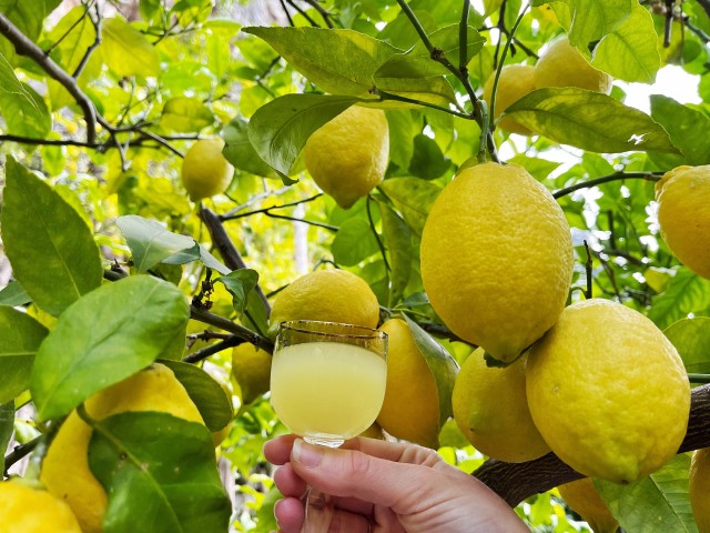 Visit Private Amalfi Lemon Tour in the Historical Garden in Salerno