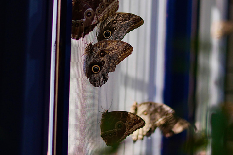 Gdansk: Living Butterfly Museum - Entry Ticket