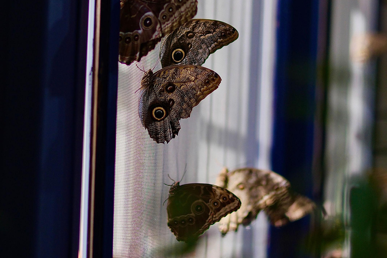 Gdansk: Living Butterfly Museum - Entry Ticket