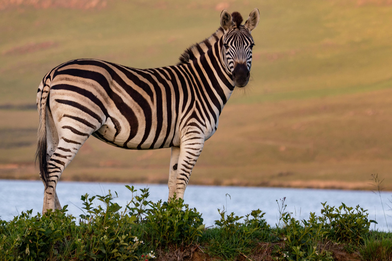 Arusha: Ganztägige Safari zum Arusha-Nationalpark