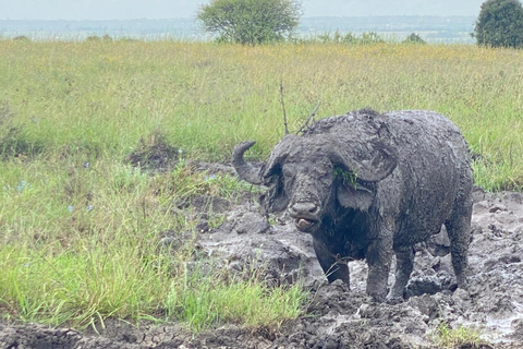 Nairobi: National Park Half-Day Safari with Hotel Pick-Up