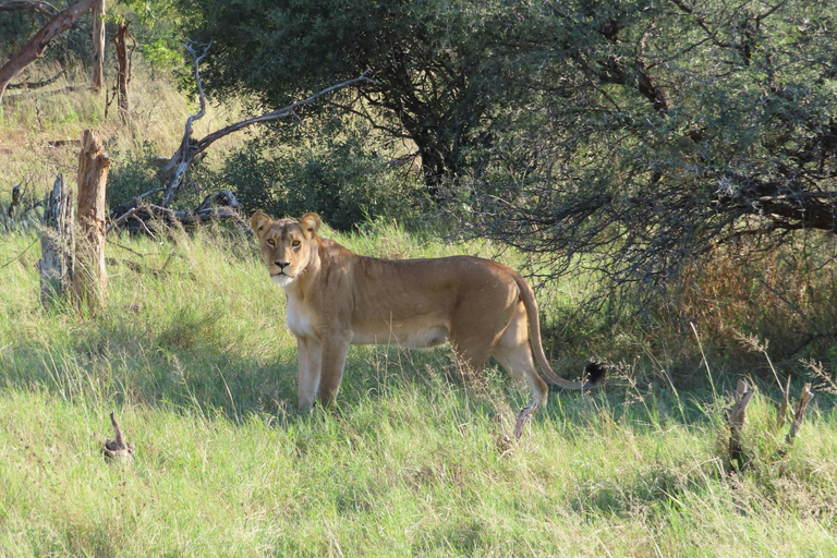 Arusha: 6-Day Safari to Tarangire, Serengeti, and Ngorongoro