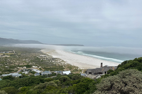 From Cape Town: Cape of Good Hope and Penguins Shared Tour