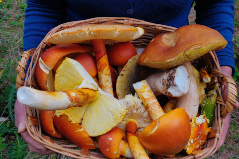 Oaxaca: Hiking in the Mushroom Forest of Cuajimoloyas