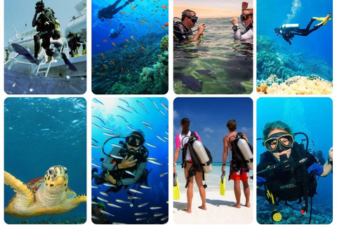 اكتشاف قطر من المحيط: غوص سكوبا بصحبة مرشد واستراحة منعشةاكتشاف محيط قطر: غوص سكوبا بصحبة مرشد واست