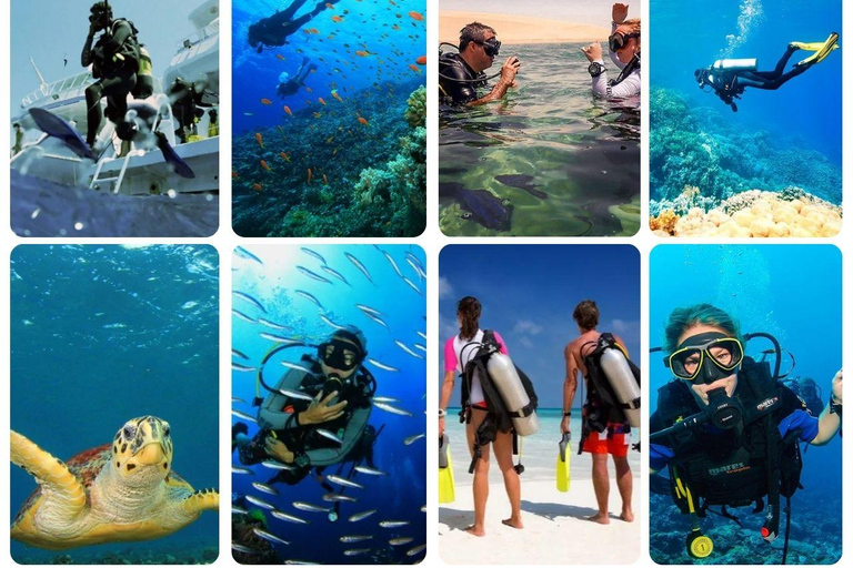 Qatar Ocean Discovery: Guided Scuba Dive & Refreshing Break