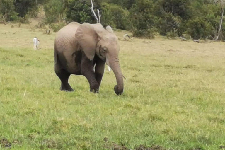 Amboseli Wildlife Dagtour en Masai Bezoeken
