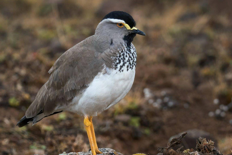 Addis Ababa: Full-Day Nature Tour with Wildlife & Villages